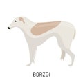 Borzoi. Dog, flat icon. Isolated on white background.