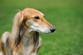 Borzoi dog in grass Royalty Free Stock Photo