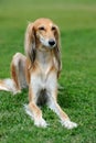 Borzoi dog in grass Royalty Free Stock Photo