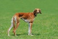 Borzoi dog in grass Royalty Free Stock Photo