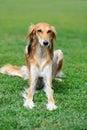 Borzoi dog in grass Royalty Free Stock Photo