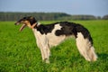 Borzoi dog on green grass Royalty Free Stock Photo