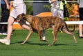 The borzoi dog greyhound on dog show Royalty Free Stock Photo