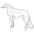 Borzoi dog isolated on white background