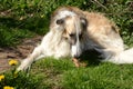 Borzoi dog lays on a lawn and chews a bone Royalty Free Stock Photo