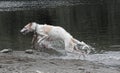 A borzoi dog leaping out of some muddy water