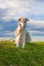 A borzoi dog in a leash lying down in the grass Royalty Free Stock Photo