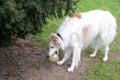 Borzoi with ball Royalty Free Stock Photo