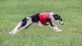 Borzoi dog in red shirt running in the field on lure coursing competition