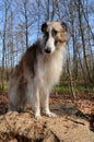 Borzoi dog standing in a forest