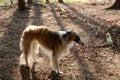 Borzoi dog standing relaxed in a forest