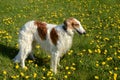 Borzoi dog standing in frass field.