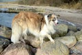 Borzoi dog stands on huge stones at a beach
