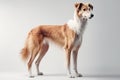 Borzoi Dog Stands On A White Background