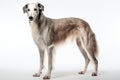 Borzoi Dog Upright On A White Background