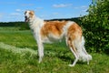 Borzoi dog Royalty Free Stock Photo