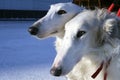 Borzoi dogs Royalty Free Stock Photo