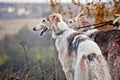 Borzoi dogs on hunting Royalty Free Stock Photo