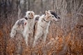 Borzoi dogs on hunting