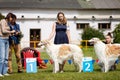 Borzoi dogs outdoor on dog show at summer Royalty Free Stock Photo