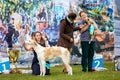 Borzoi dogs outdoor on dog show at summer Royalty Free Stock Photo