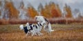 The Borzoi dogs