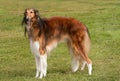 Borzoi, elegant hound, standing to attention Royalty Free Stock Photo