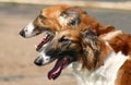 Borzoi face Royalty Free Stock Photo