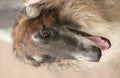 Borzoi face Royalty Free Stock Photo