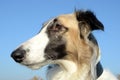 Borzoi face with dark mask Royalty Free Stock Photo