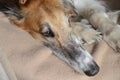 Borzoi face portrait Royalty Free Stock Photo