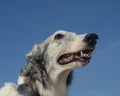 Old Borzoi face Royalty Free Stock Photo