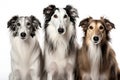 Borzoi Family Foursome Dogs Sitting On A White Background