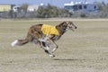 Borzoi hound four paws off the ground running