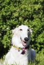 Borzoi hound at midsummer festivities