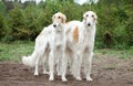 Borzoi hounds