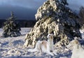 Borzoi hounds in a sunny winter scenery