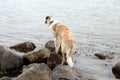 Borzoi looking out over the sea Royalty Free Stock Photo
