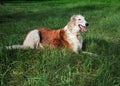 Borzoi resting Royalty Free Stock Photo