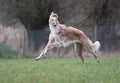 Dog is playing a borzoi