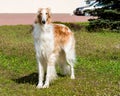 Borzoi Russian full face. Royalty Free Stock Photo