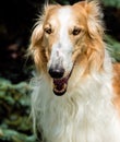 Borzoi Russian full face portrait.