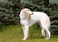 Borzoi Russian looks back.