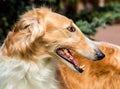 Borzoi Russian side portrait.