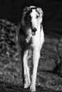 Borzoi russian sight-hound in action