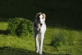 Borzoi russian sight-hound in action