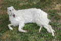 Borzoi Russian white. The Borzoi Russian dog sitting on the gre Royalty Free Stock Photo