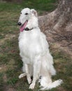 Borzoi Russian white. The Borzoi Russian dog sitting on the gre