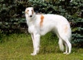 Borzoi Russian white. Royalty Free Stock Photo