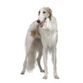 Borzoi - Russian Wolfhound (15 months)